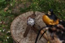  Zdjęcie 8 Atlantic Seaflight Skeleton Mechanical Limited Edition 70950.41.69R