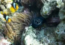  Zdjęcie 13 Certina DS Action Diver 43mm Powermatic 80 Full Black Ceramic Bezel C032.607.38.051.00