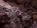  Zdjęcie 10 Longines Legend Diver Watch 36 Red Dial L3.374.4.40.2